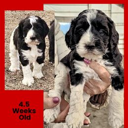 Black Parti Male - Black and white male Cockapoo puppy in Stayton, Oregon from MoSa Ranch Cockapoos