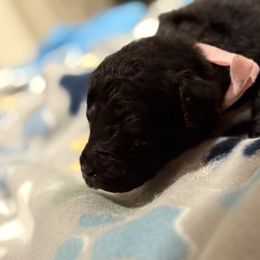 Goldendoodle and Poodle Puppies from Southern Stroll Poodles & Doodles