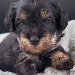 Boy 3 - Schnoodle puppy from Eveleigh Acres Puppies