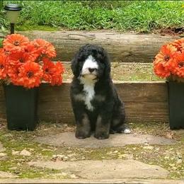 Kasey - Tri-color female Bernedoodle puppy in Ball Ground, Georgia from Foothills Family Doodles