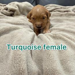 Turquoise - Golden female Golden Retriever puppy in Salt Lake City, Utah from Soaring golden retrievers