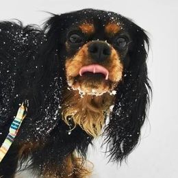 Cavalier King Charles Spaniels from Whitehouse Cavaliers