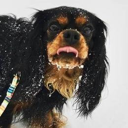 Cavalier King Charles Spaniels from Whitehouse Cavaliers