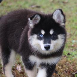 Sylveon - Black and white female Pomsky puppy in Junction City, Ohio from JC Pups