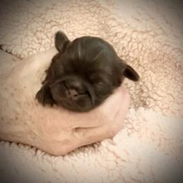 Chelsea - Chocolate female Shih Tzu puppy in Tallahassee, Florida from Bows and Bow Ties