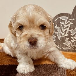 Cockapoo Puppies from Kentucky Cockapoos