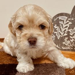 Cockapoo Puppies from Kentucky Cockapoos