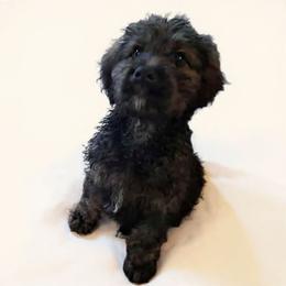 Joy - Chocolate merle female Bernedoodle puppy in Lafayette, Alabama from Williams Lake Doodles