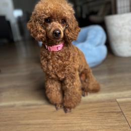 Jazzy - Poodle