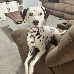 Ozzie - Dalmatian