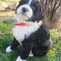 Red collar - Black and white male Aussiedoodle puppy in Georgetown, California from Foothill Aussies