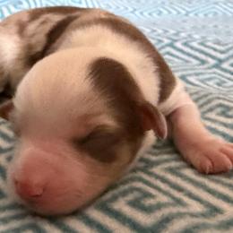 ASDR 2 Blue's Kindle My Fire - Red merle female Toy Australian Shepherd puppy in Tremont, Tennessee from 2 Blue Toy Aussies