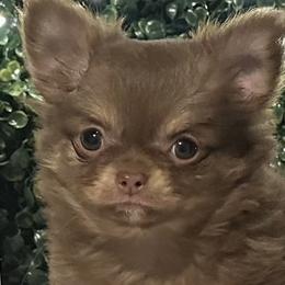 Jelly - Chocolate and tan female Chihuahua puppy in Northboro, Iowa from So Sweet Chihuahuas