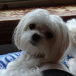 Quest - Maltese