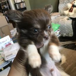 Chihuahua Puppies from Chilove Chihuahuas