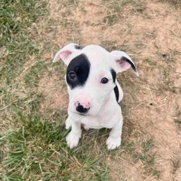 Tink - Black female American Pit Bull Terrier puppy in Frederick, Maryland from •Wyngate Pits•