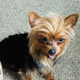 Laila - Yorkshire Terrier