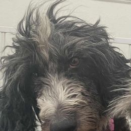 Anna - Black and white female Aussiedoodle puppy in Brooklyn, New York from Lyon and Luna Goldendoodles Bernedoodles