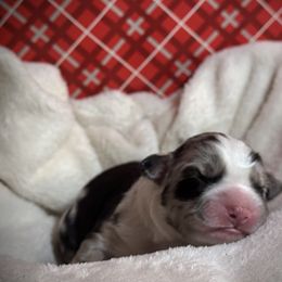 Australian Shepherd Puppies from M3 Sassafrass Ranch