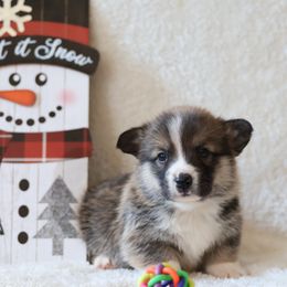 Oliver - Sable male Pembroke Welsh Corgi puppy in Morgantown, Pennsylvania from Goldstar Puppies (License Number 18519)