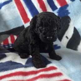 Cockapoo and Poodle Puppies from Kathy Maize