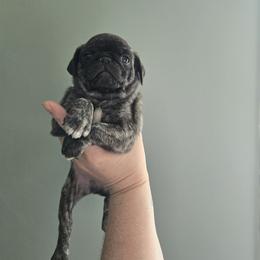 Mesquite - Brindle male Pug puppy in Auburn, Kentucky from Prentice Family Pugs