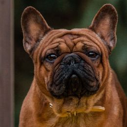 Kingston - French Bulldog