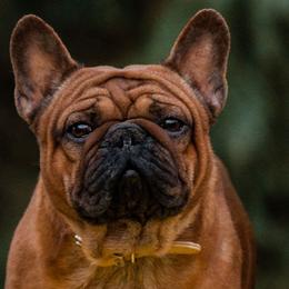 Kingston - French Bulldog
