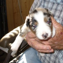 Australian Shepherd and Papillon Puppies from Otto’s Australian Shepherds and Papillons