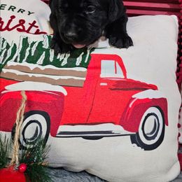 Boy 3 - Black male Labrador Retriever puppy in Soddy Daisy, Tennessee from Lakeside Labs