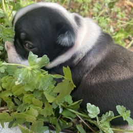 Tommy - Black and white French Bulldog puppy in Alpharetta, Georgia from Nick’s pups