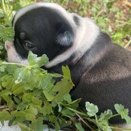 Tommy - Black and white French Bulldog puppy in Alpharetta, Georgia from Nick’s pups
