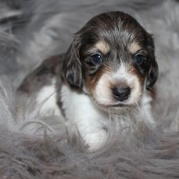 Boy 2 - Blue and tan male Dachshund puppy in Craig, Colorado from Rocky Mountain Shih Tzus and Dry Creek Miniature Dachshunds
