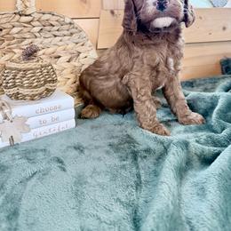 Boy 1 - Red male Irish Doodle puppy in Bloomfield, Iowa from Schooley Doodles