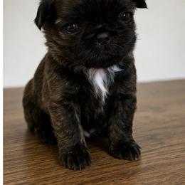 Bear - Brindle male Shih Tzu puppy in York, South Carolina from Brinklee's Babies