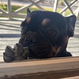 Bova - French Bulldog