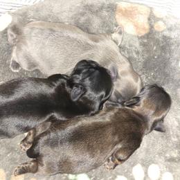 Girl 1 - Black female Shih Tzu puppy in Henrico, Virginia from Wild Wind Shih Tzu