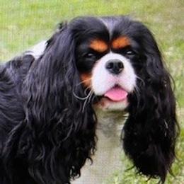 Cavalier King Charles Spaniels from Marcia Garstin's Cavalier King Charles Spaniels