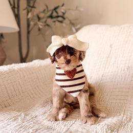 Winnie - Merle female Goldendoodle puppy in Cold Spring, Minnesota from A.N.A. Doodles