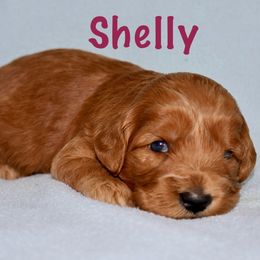 Girl 4 - female Australian Labradoodle puppy in Austin, Texas from AussieTex Labradoodles