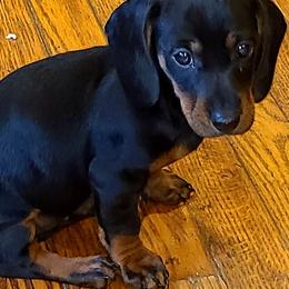 Dachshunds from Tracy's Puppy Club