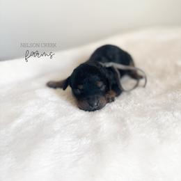 Gouda - Black & tan male Maltipoo puppy in Huntsville, Texas from Nelson Creek Farms