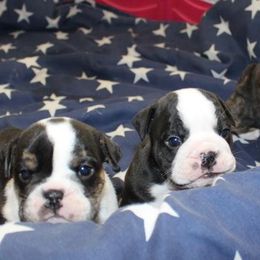 English Bulldog Puppies from Storm Stopping Bulldogs