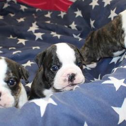 English Bulldog Puppies from Storm Stopping Bulldogs