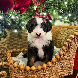 Peppermint - Tri-color female Bernedoodle puppy in Russell Springs, Kentucky from 270 Doodles