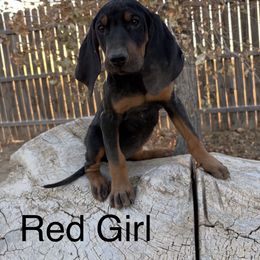 Miss Red girl - Black and tan female Black and Tan Coonhound puppy in Pueblo, Colorado from BT Coonhound