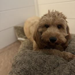 Goldie Mae - Goldendoodle