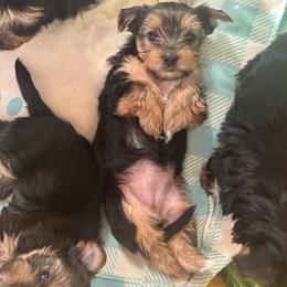 Daisy - Black and tan female Yorkshire Terrier puppy in Georgia from Diddly Dog Company