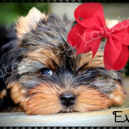 Yorkshire Terrier Puppies from Danielle's Yorkie Babies
