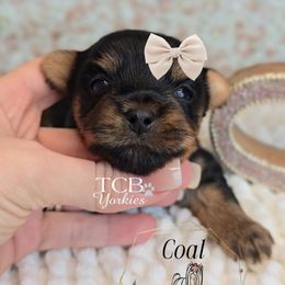 Coal - Black and tan male Yorkshire Terrier puppy in Greenwood County, South Carolina from TCB Yorkies